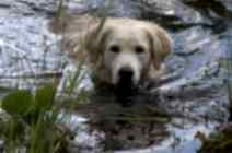 Впечатление участника о состязаниях ретриверов в Татарстане