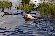 Кибеллайн Харизма оф Ангус Стайт в работе