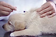 Вакцинация и карантин