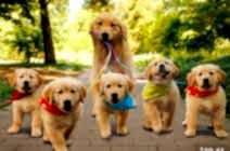 Карантин. Выгул. Приучение к гигиене.  