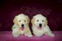 Щенки на продажу сейчас