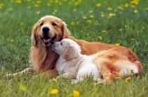 Пройти тест и Правильно выбрать щенка