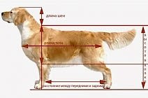Параметры развития щенка на возрастной шкале