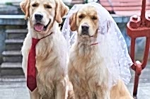 Племенные планы