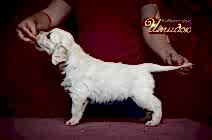 Зарезервировать щенка в питомнике