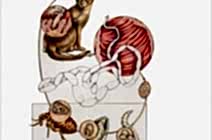 Гельминты, блохи, собака и ВЫ.