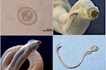 Гельминты, грызуны, собака и ВЫ.