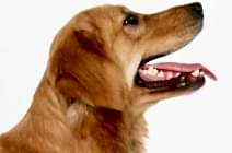 Неприятный запах изо рта у собак. Причины.