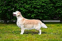 Cтрасти по ихтиозу или современный маркетинг?