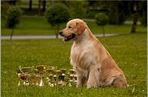 ЧЕМПИОНЫ - КОБЕЛИ Кибеллайн