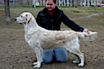 ЧЕМПИОНЫ - СУКИ Кибеллайн