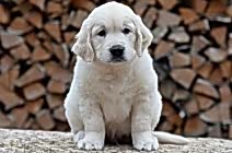 Дом Малютки "ЗОЛОТИНКА из Кибеллайн"