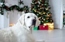 Золотистые Стихи