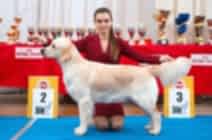 Кибеллайн Черри он ве Кейк