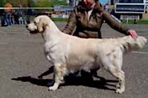 Кибеллайн Гламур Спешиал Эдитион