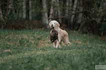 Кибеллайн Ци Витал Энерджи