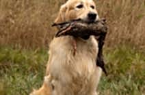 Юстиниан Конкьюуерор