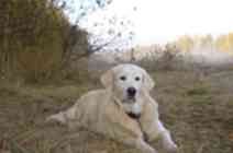 Цуваса Крейгихилл Рея Кибела 