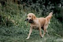 Кибеллайн Чизкейк Вив Стробарис