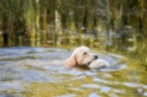 Кибеллайн Кукарская Кружевница