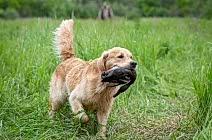 Кибеллайн Жиган Лимон