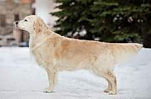 Кибеллайн Фортуна Вегас