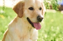 Кибеллайн Кукарская кружевница