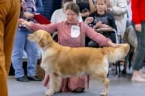 Кибеллайн Ника Вингс