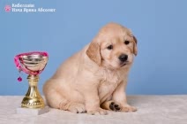 Часто задаваемые вопросы до приобретения  щенка . Ответ заводчика.